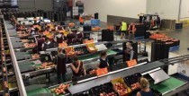 中澳水果贸易的合作意向及农场考察会议