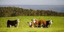 澳洲得天独厚的生长条件成就高品质的牛羊肉